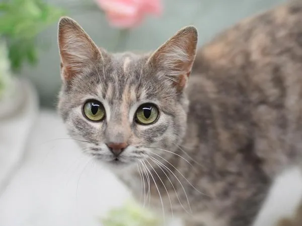 A young medium-sized female Domestic Short Hair cat named Tabitha for adoption in Portland, OR