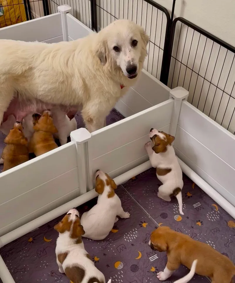 A young large-sized female White / Cream Great Pyrenees dog named Carolyn Wiger for adoption in Kiowa, OK