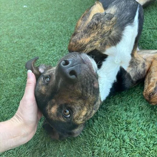 An adult medium-sized female Brindle Mixed Breed dog named Katerina for adoption in Matteson, IL