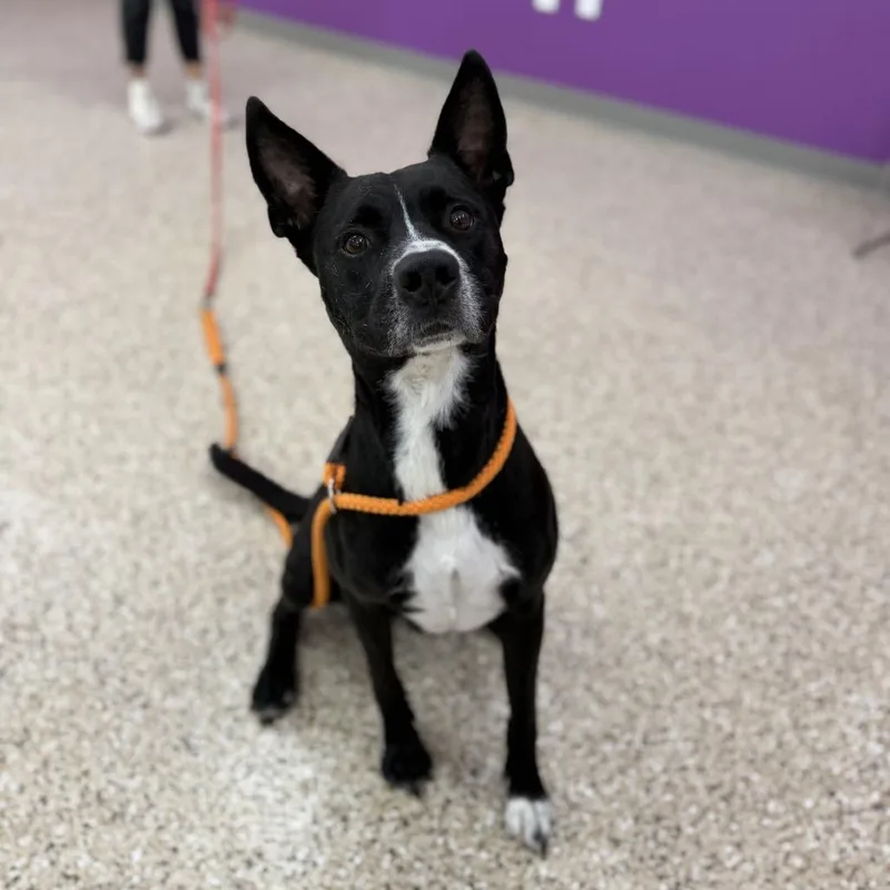 An adult medium-sized male Black Border Collie dog named Declan for adoption in Bullhead City, AZ
