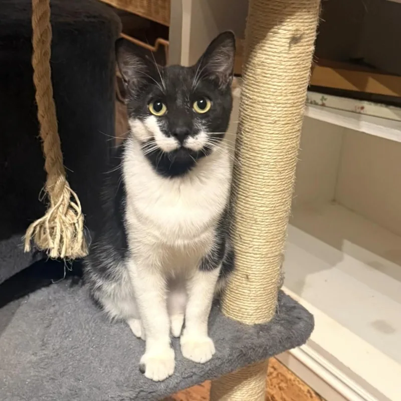 A young medium-sized male Black & White / Tuxedo Domestic Short Hair cat named Stache for adoption in Boca Raton, FL