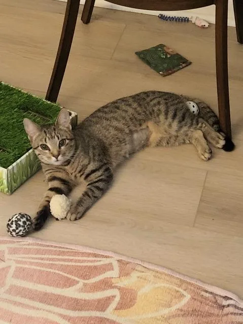 A baby medium-sized female Domestic Short Hair cat named Fixie for adoption in Cincinnati, OH