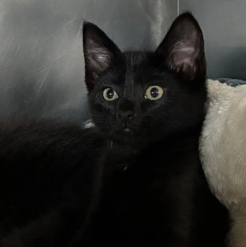 A baby large-sized male Black Domestic Short Hair cat named Batman for adoption in Petersburg, IL