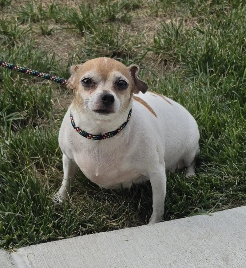 A young medium-sized female Chihuahua dog named Emmy for adoption in Hollywood, MD