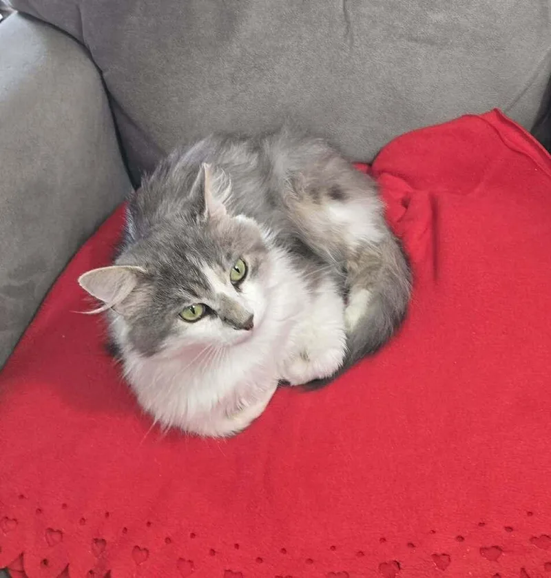 An adult large-sized male Gray & White Domestic Long Hair cat named Bagger Vance for adoption in Greensburg, PA
