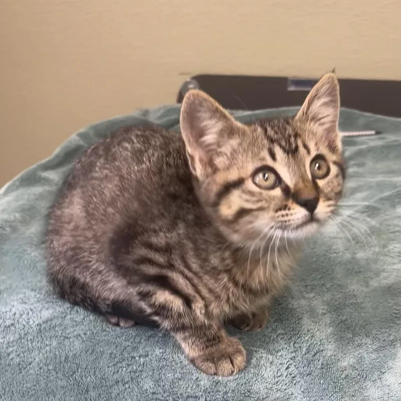 A baby small-sized male Brown / Chocolate Domestic Short Hair cat named Rumble for adoption in Kyle, TX