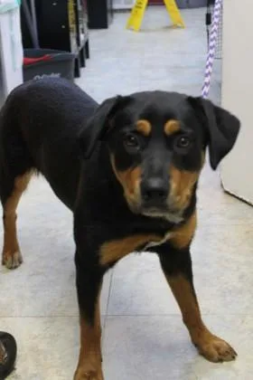 An adult large-sized female Rottweiler dog named Marceline for adoption in Picayune, MS
