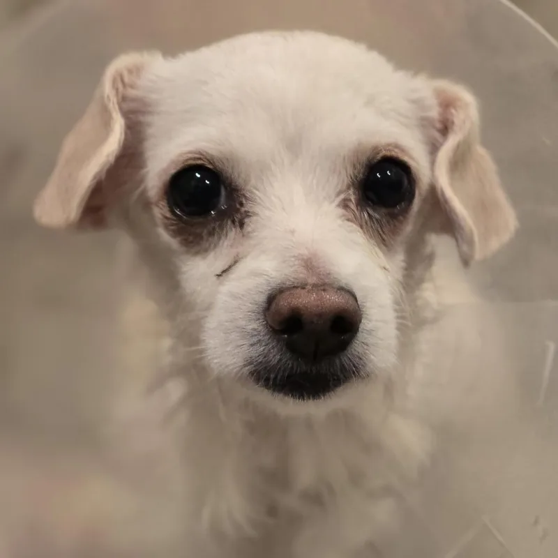 A senior small-sized female White / Cream Terrier dog named Raffle for adoption in Rockville, MD