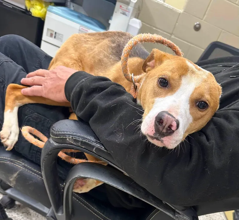 An adult medium-sized female Terrier dog named Annette for adoption in Youngstown, OH