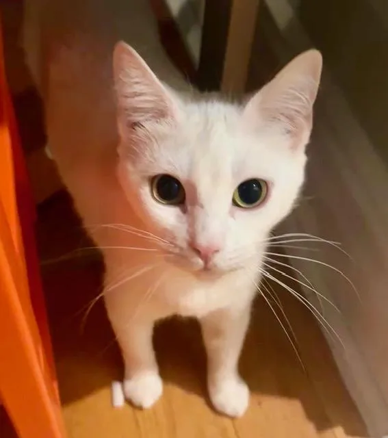 A young medium-sized female White Domestic Short Hair cat named Minette for adoption in New York, NY