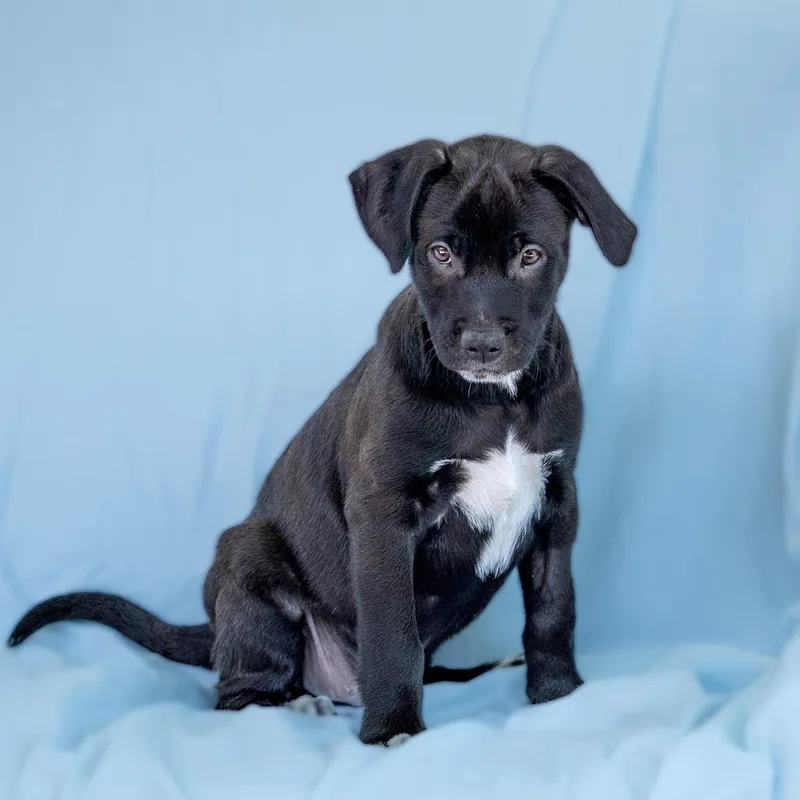 A baby medium-sized male Spaniel dog named Emmy Pup  Knotts for adoption in San Diego, CA