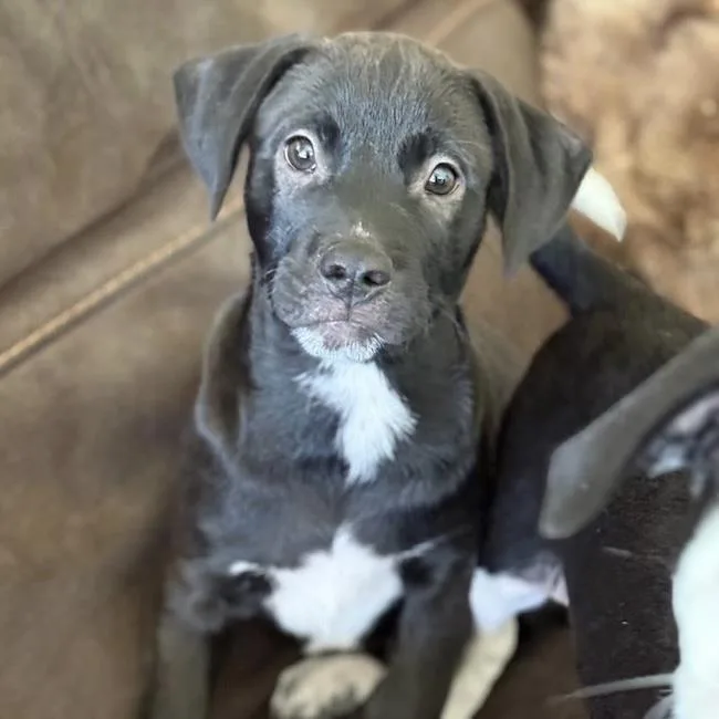 Emmy Pup  Knotts thumbnail 2