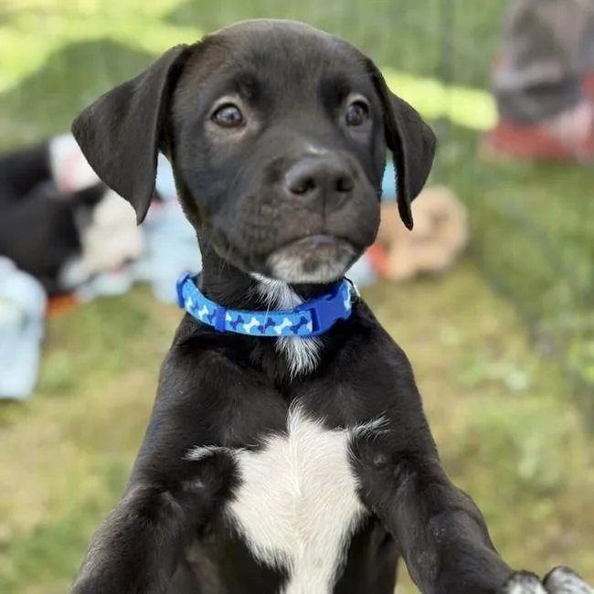 Emmy Pup  Knotts thumbnail 3