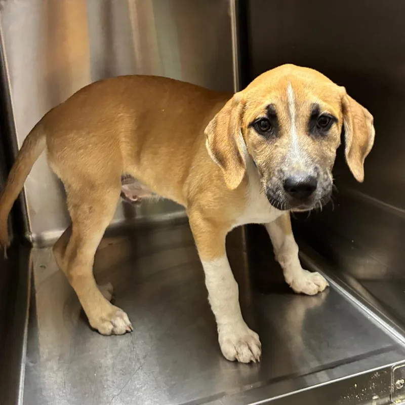 A baby small-sized male Yellow / Tan / Blond / Fawn Mixed Breed dog named Atlas for adoption in Chattanooga, TN