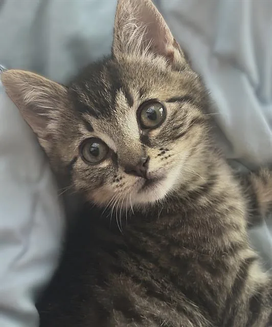 A baby small-sized male Domestic Short Hair cat named Luke for adoption in Sacramento, CA
