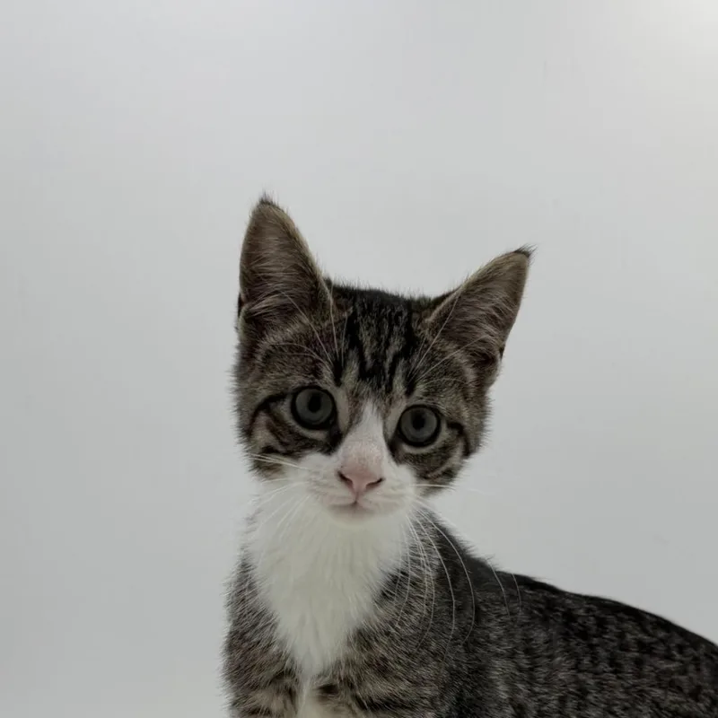 A baby medium-sized female Domestic Short Hair cat named Fashion Bug for adoption in State College, PA
