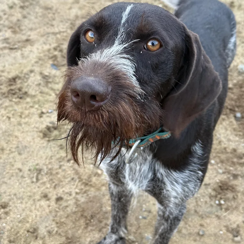 A young medium-sized male Brown / Chocolate German Wirehaired Pointer dog named Buck for adoption in Fries, VA