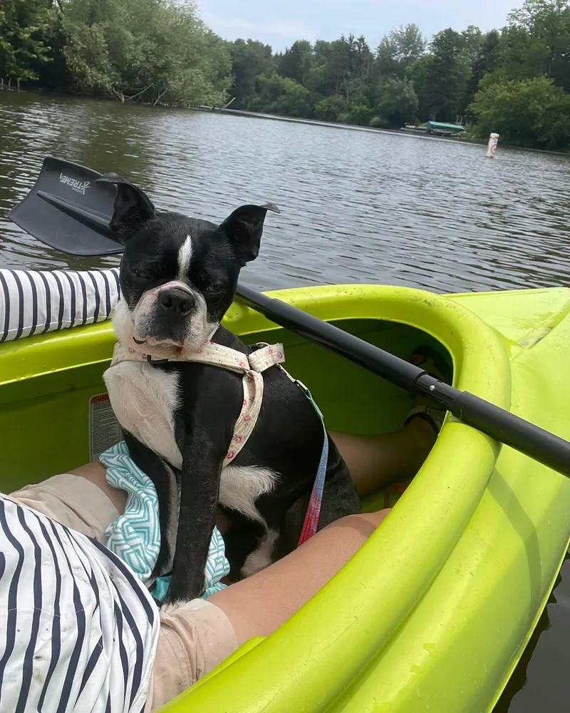 An adult small-sized male Black Boston Terrier dog named Frank for adoption in Waukesha, WI