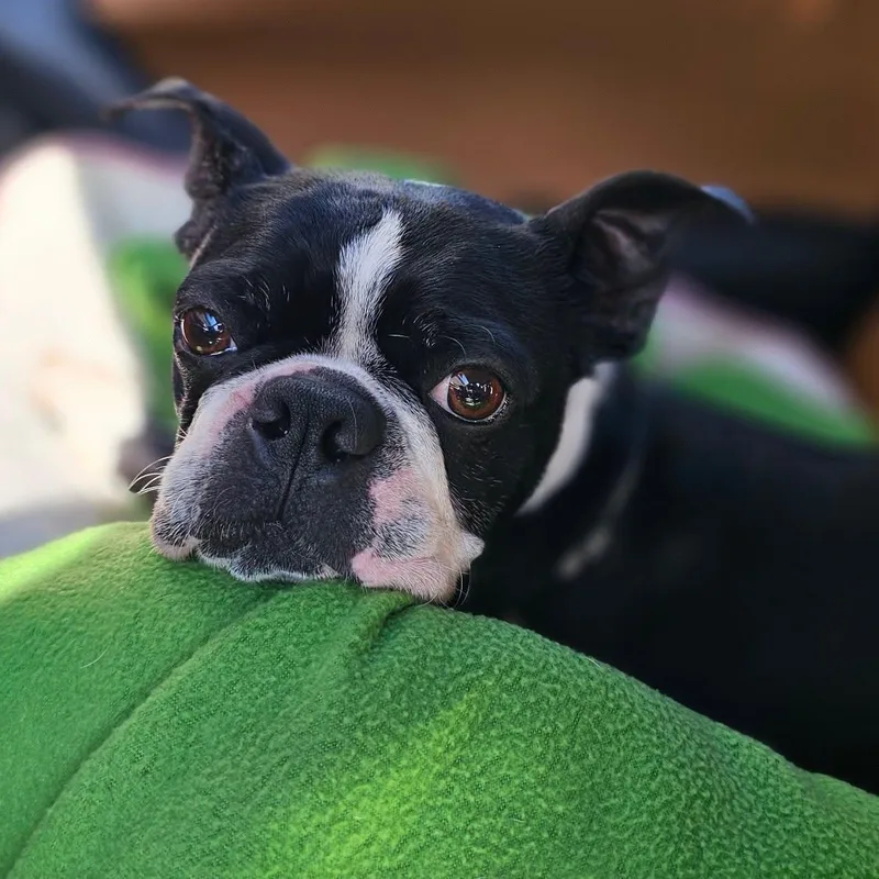Frank thumbnail 3