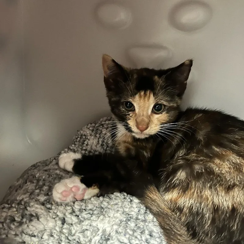 A baby small-sized female Calico Domestic Short Hair cat named Tea Cup for adoption in Charlottesville, VA