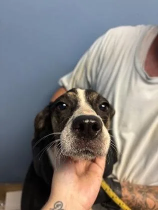 A young medium-sized female Australian Cattle Dog / Blue Heeler dog named Kenzie $ for adoption in Seneca, SC