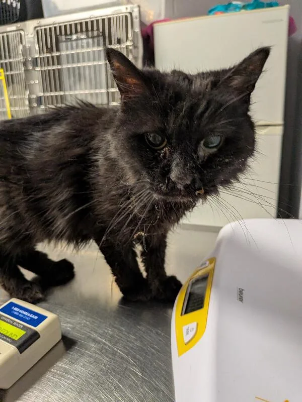 An adult small-sized female Black Domestic Long Hair cat named Leoria for adoption in Cincinnati, OH