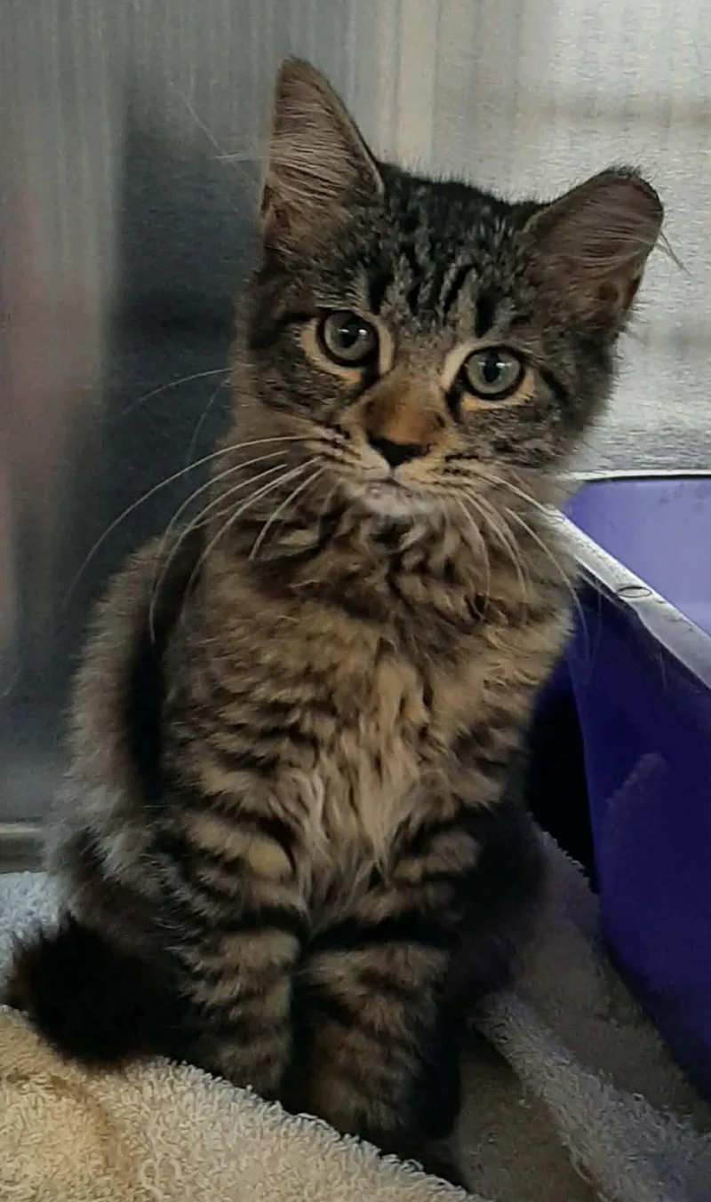 A young medium-sized female Tabby (Brown / Chocolate) Maine Coon cat named Bobcat for adoption in Georgetown, OH