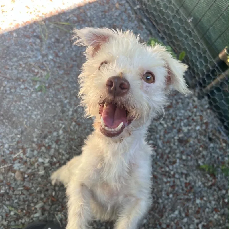 An adult small-sized male White / Cream Poodle dog named Balu for adoption in Graham, WA
