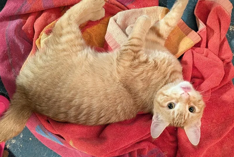 A baby small-sized male Domestic Short Hair cat named Gary for adoption in Ogden, UT