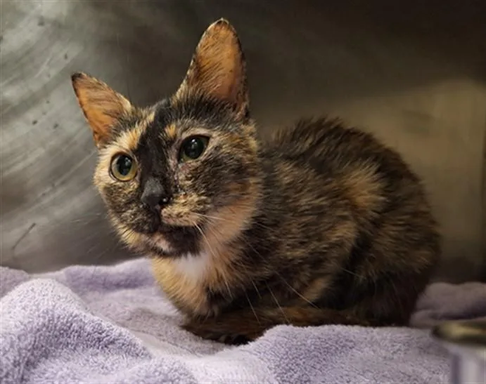 An adult small-sized female Domestic Short Hair cat named Gyllian for adoption in Hagerstown, MD