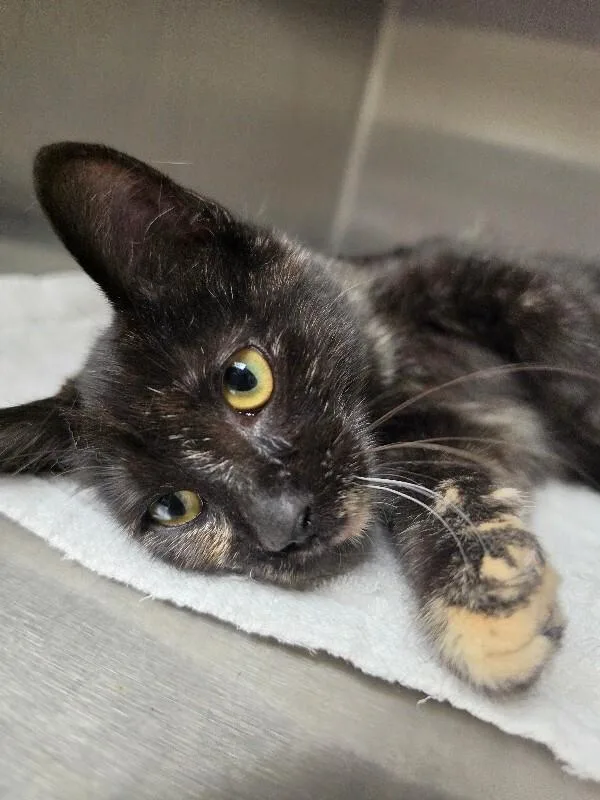 A young medium-sized female Black Tortoiseshell cat named Lexi for adoption in Bluffton, IN