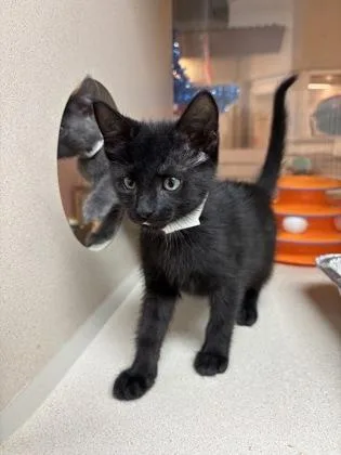 A baby small-sized female Domestic Short Hair cat named A Pink for adoption in North Charleston, SC