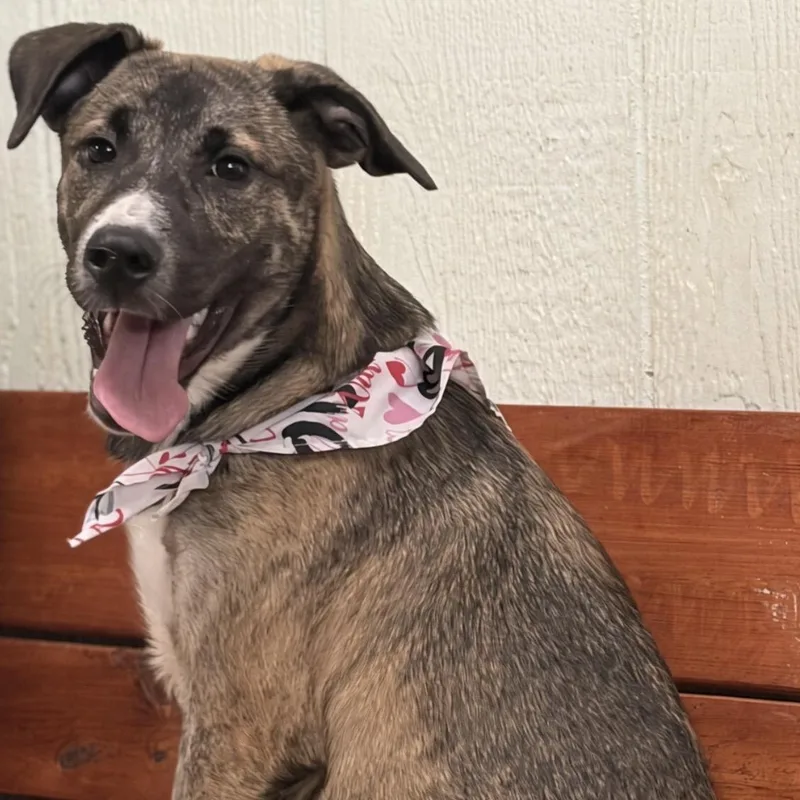 A young medium-sized female Brindle Shepherd dog named Presley for adoption in Pilot Point, TX