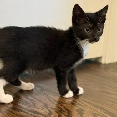 A baby small-sized female Domestic Short Hair cat named Nissan Altima for adoption in Cumming, GA