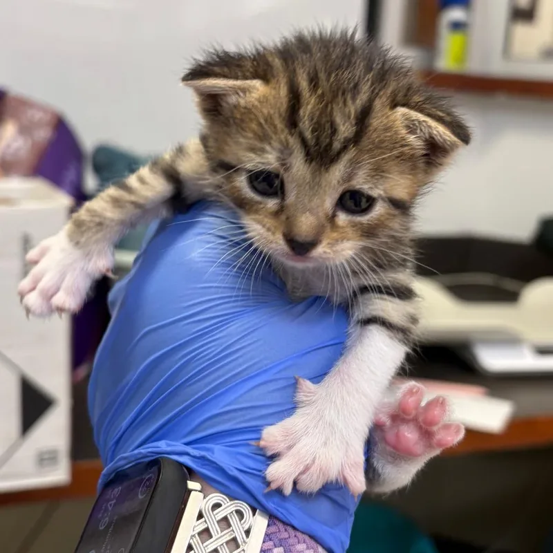 A baby small-sized female Brown / Chocolate Domestic Short Hair cat named Nebula Annihilator for adoption in Columbus, GA