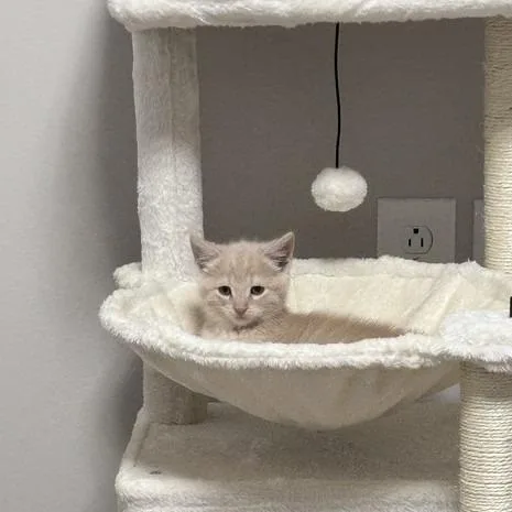 A baby small-sized male Buff / Tan / Fawn Domestic Short Hair cat named Max von Sydow for adoption in Belleville, IL