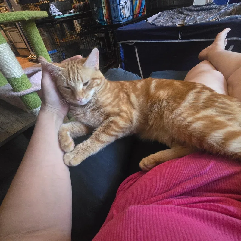 A young medium-sized male Orange & White Tiger cat named Carrot Cake for adoption in Staten Island, NY