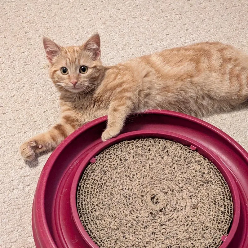 A young small-sized female Orange / Red Domestic Short Hair cat named Jkwellin Purralta for adoption in St. Louis, MO