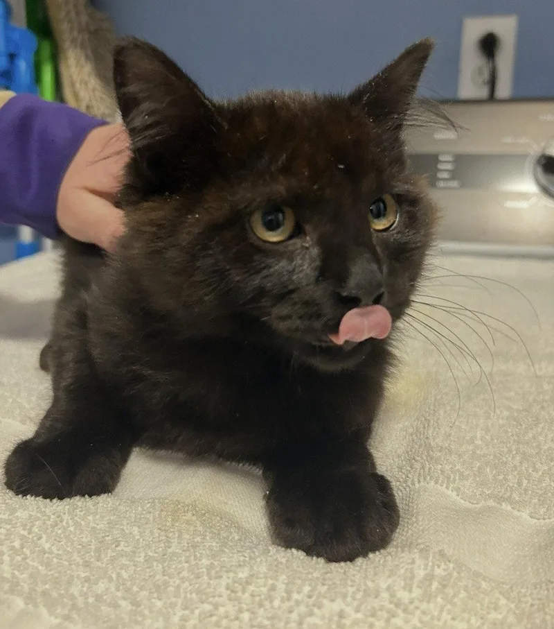 A young medium-sized male Domestic Medium Hair cat named Commander Adama for adoption in Tacoma, WA