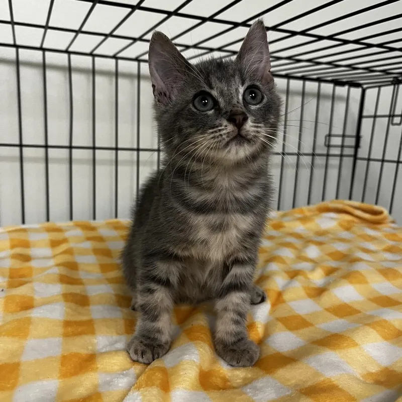 A baby small-sized male Gray / Blue / Silver Domestic Short Hair cat named Poe for adoption in Houston, TX