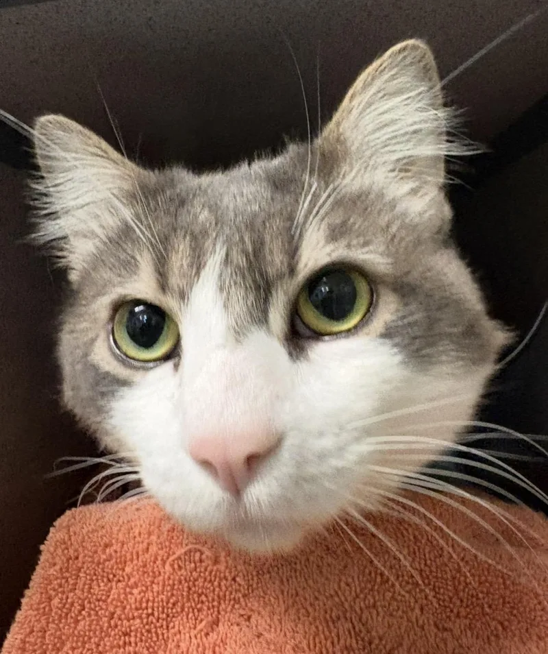 A young medium-sized male Gray & White Domestic Long Hair cat named Lucky for adoption in Grass Valley, CA