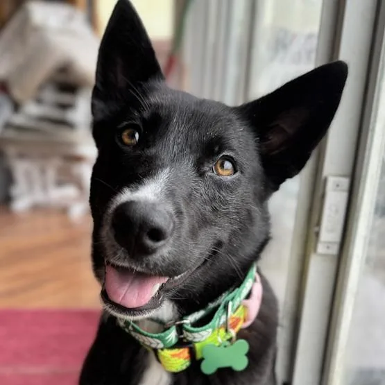 A young medium-sized female Shepherd dog named Aleu for adoption in Toledo, OH