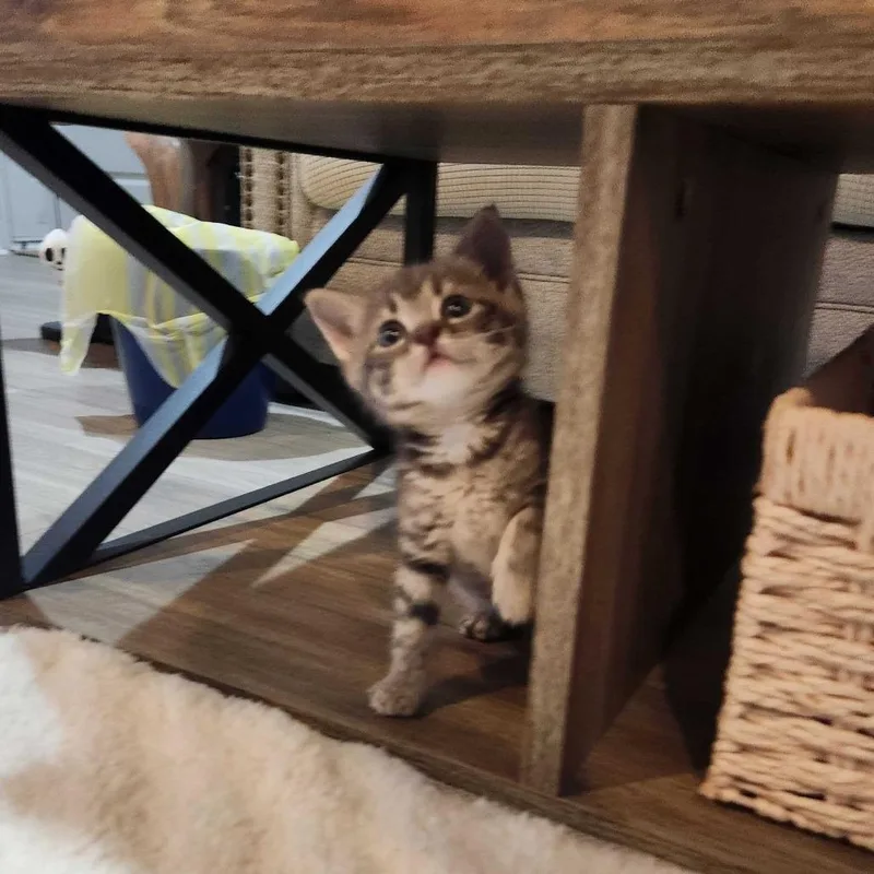 A baby small-sized male Gray / Blue / Silver Domestic Short Hair cat named River for adoption in Valdosta , GA