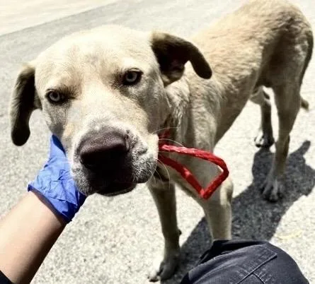 An adult medium-sized male Labrador Retriever dog named Mouse for adoption in Houston, TX