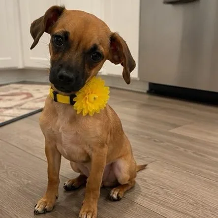 An adult small-sized female Brown / Chocolate Chihuahua dog named Wren for adoption in Crosby, TX