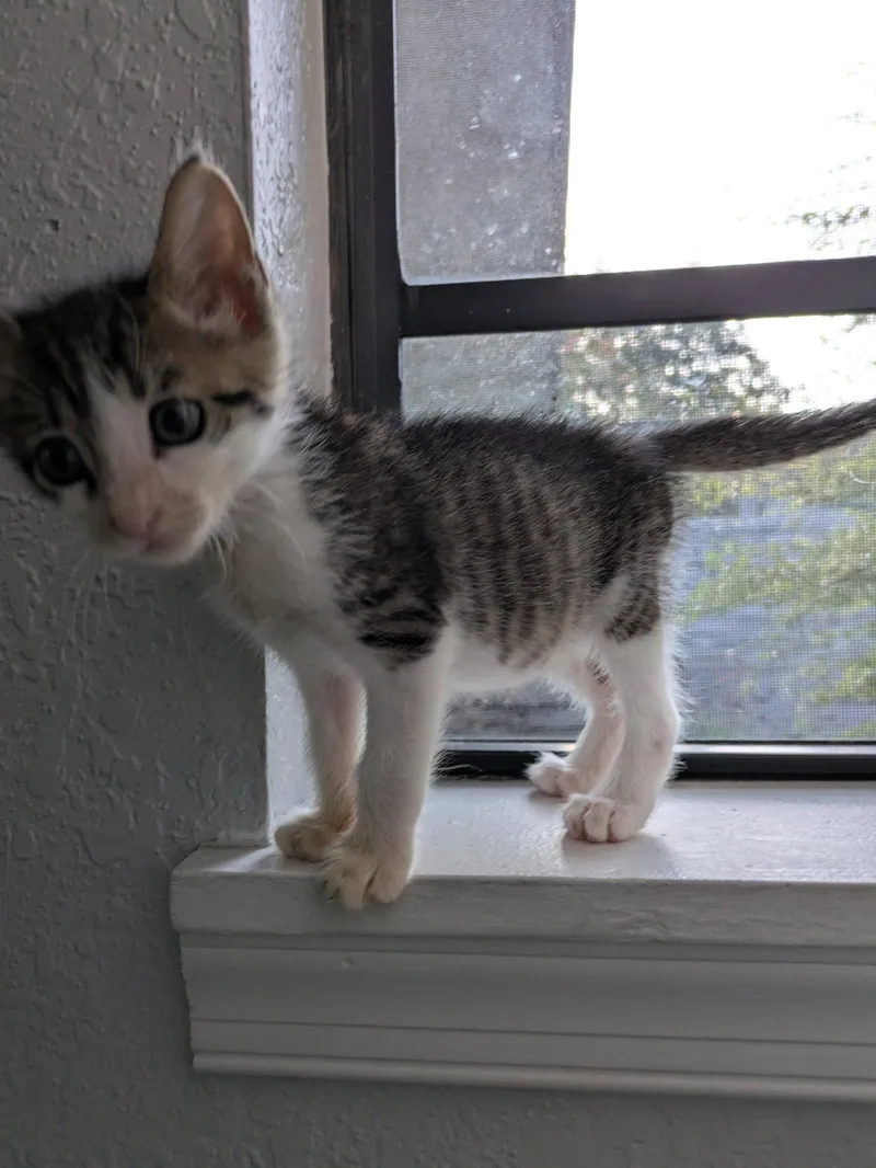 A baby medium-sized male Domestic Short Hair cat named July for adoption in Orlando, FL