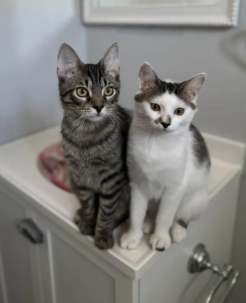 A young medium-sized female White Domestic Short Hair cat named Scat & Princess Dotte for adoption in Overland Park, KS