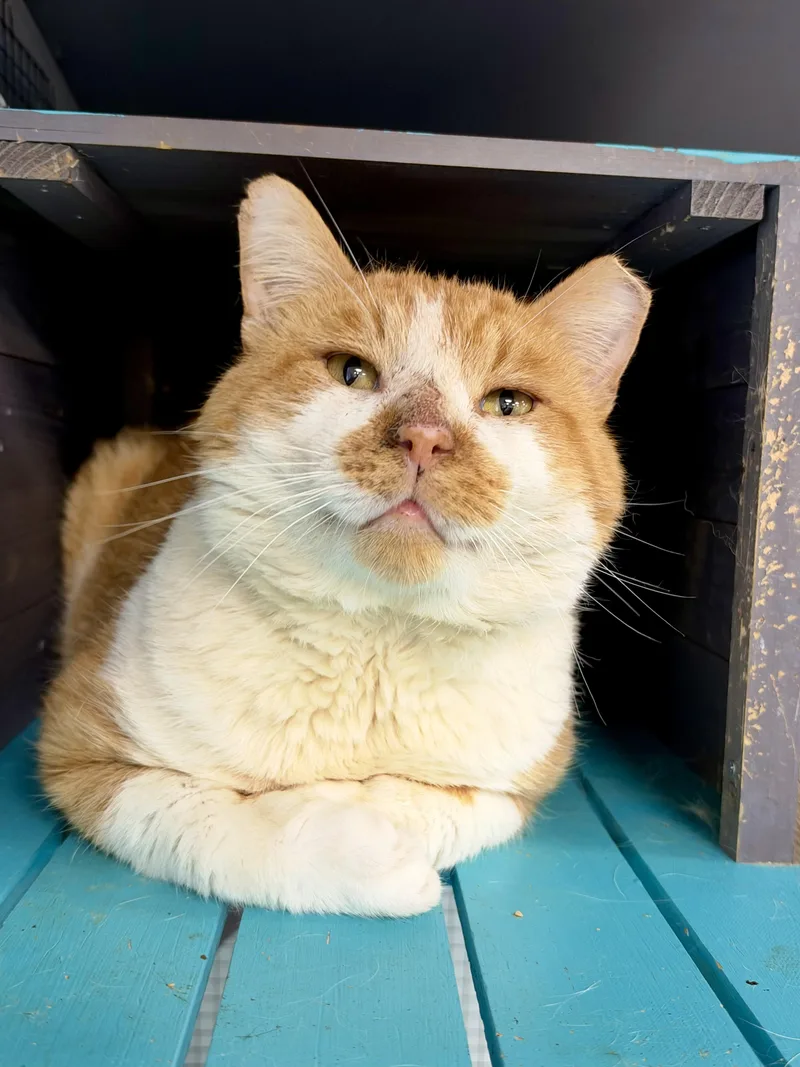 An adult large-sized male Domestic Short Hair cat named Clayton for adoption in Grand Rapids, MI