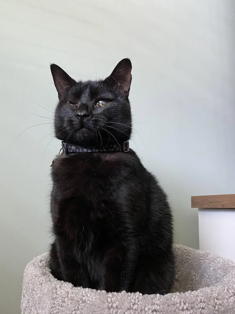 An adult medium-sized female Black Domestic Short Hair cat named Lucy for adoption in Naples, FL
