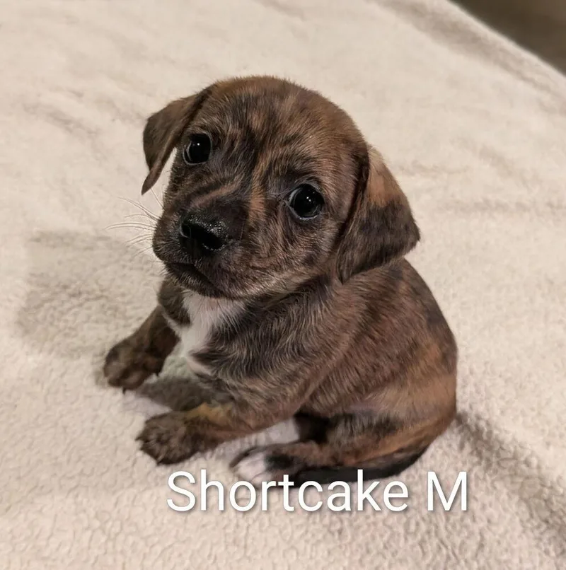 Shortcake  Colette Puppy